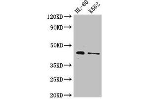 Western Blot Positive WB detected in: HL60 whole cell lysate, K562 whole cell lysate All lanes: MTERF1 antibody at 2. (MTERF antibody  (AA 63-232))