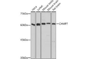 Western blot analysis of extracts of various cell lines, using CHMP7 antibody (ABIN7266338) at 1:1000 dilution. (CHMP7 antibody  (AA 204-453))
