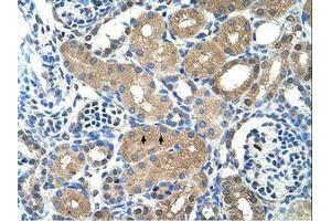 Image no. 1 for anti-Phosphatidic Acid Phosphatase Type 2A (PPAP2A) (AA 31-80) antibody (ABIN203431) (PPAP2A antibody  (AA 31-80))