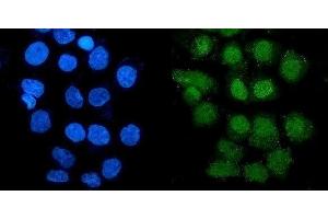 IF analysis of GRX2/GLRX2 using anti-GRX2/GLRX2 antibody (ABIN7599022).