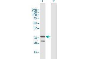 Western Blot analysis of MRPS34 expression in transfected 293T cell line by MRPS34 MaxPab polyclonal antibody. (MRPS34 antibody  (AA 1-218))