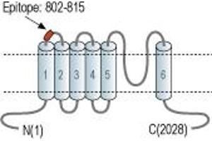 Representative domain view of the target of ABIN7582083.