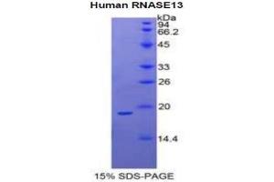 SDS-PAGE analysis of Human Ribonuclease A13 Protein. (RNASE13 Protein)