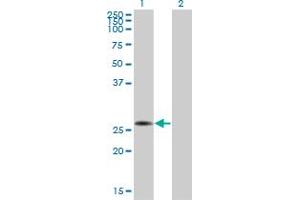 Western Blotting (WB) image for anti-Mediator Complex Subunit 7 (MED7) (AA 1-233) antibody (ABIN564070)