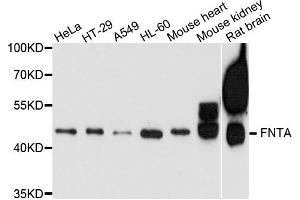 Western blot analysis of extract of various cells, using FNTA antibody. (FNTA antibody)