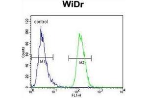 Flow cytometric analysis of WiDr cells using NARS Antibody (N-term) Cat. (NARS antibody  (N-Term))