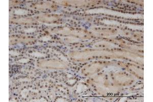 Immunostaining (ISt) image for anti-RNA Binding Motif Protein 8A (RBM8A) (AA 1-174) antibody (ABIN523317)