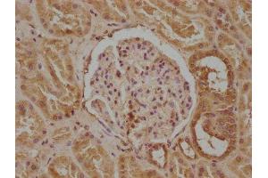 IHC image of ABIN7163957 diluted at 1:300 and staining in paraffin-embedded human kidney tissue performed on a Leica BondTM system. (KCNA7 antibody  (AA 1-143))