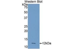 Western Blotting (WB) image for anti-Caspase 4, Apoptosis-Related Cysteine Peptidase (CASP4) (AA 290-377) antibody (ABIN1858247)
