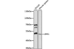 Western blot analysis of extracts of various cell lines, using LINS1 antibody (ABIN7268272) at 1:1000 dilution. (LINS antibody  (AA 541-700))