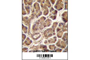 PIPPIN Antibody immunohistochemistry analysis in formalin fixed and paraffin embedded human pancreas tissue followed by peroxidase conjugation of the secondary antibody and DAB staining. (CSDC2 antibody  (AA 76-105))