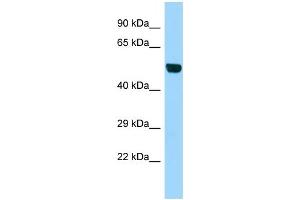 Host:  Rabbit  Target Name:  B3gnt1  Sample Type:  Mouse Testis lysates  Antibody Dilution:  1. (B3GNT1 antibody  (Middle Region))