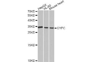 Western blot analysis of extracts of various cell lines, using GYPC antibody (ABIN1872924) at 1:1000 dilution.