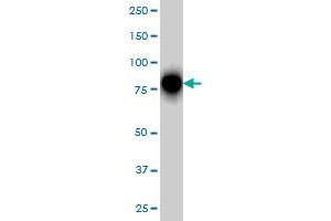 RHOT1 monoclonal antibody (M01), clone 4H4 Western Blot analysis of RHOT1 expression in Hela S3 NE . (RHOT1 antibody  (AA 483-580))