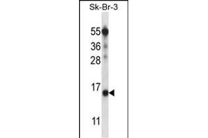 BTF3L4 Antibody (C-term) (ABIN657591 and ABIN2846592) western blot analysis in SK-BR-3 cell line lysates (35 μg/lane). (BTF3L4 antibody  (C-Term))