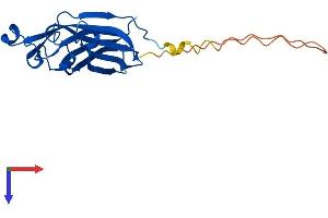 ASF1A Protein (AA 1-204) (His tag)