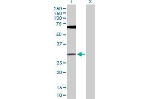 Western Blot analysis of FGF13 expression in transfected 293T cell line by FGF13 MaxPab polyclonal antibody.