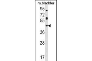 HOXD13 Antibody (Center) (ABIN655171 and ABIN2844789) western blot analysis in mouse bladder tissue lysates (35 μg/lane). (Homeobox D13 antibody  (AA 202-230))