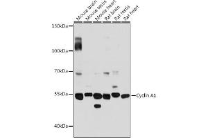 Western blot analysis of extracts of various cell lines, using Cyclin  antibody (4529) at 1:3000 dilution. (Cyclin A1 antibody  (AA 350-450))