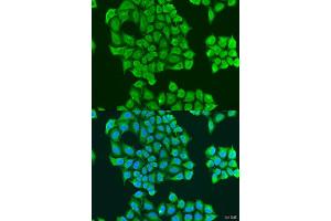 Immunofluorescence (IF) image for anti-Synaptotagmin XI (SYT11) (AA 37-200) antibody (ABIN6148785)