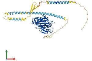 AlphaFold protein structure predicition of Human Recombinant FIBCD1 Protein, UniprotID Q8N539