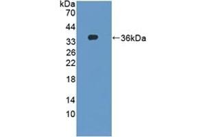 Detection of Recombinant DAPP1, Mouse using Polyclonal Antibody to Dual Adaptor Of Phosphotyrosine And 3-Phosphoinositides (DAPP1) (DAPP1 antibody  (AA 1-280))