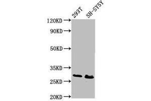 RFXANK antibody  (AA 3-84)