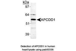 Image no. 1 for anti-Adenomatosis Polyposis Coli Down-Regulated 1 (APCDD1) (AA 400-500), (Internal Region) antibody (ABIN363645) (APCDD1 antibody  (Internal Region))