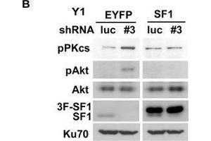 Western Blotting (WB) image for anti-X-Ray Repair Complementing Defective Repair in Chinese Hamster Cells 6 (XRCC6) (C-Term) antibody (ABIN2855186)