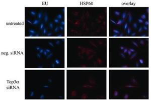 Immunocytochemistry (ICC) image for anti-Heat Shock 60kDa Protein 1 (Chaperonin) (HSPD1) antibody (ABIN361785)