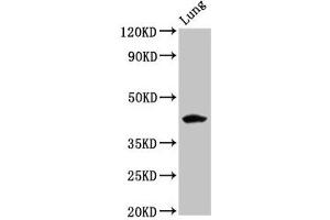 Western Blot Positive WB detected in: Rat lung tissue All lanes: FUT3 antibody at 5. (FUT3 antibody  (AA 83-187))