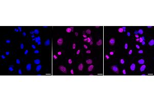 anti-Cell Division Cycle Associated 5 (CDCA5) antibody
