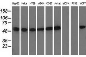 Western blot analysis of extracts (35 µg) from 9 different cell lines by using anti-TUBA8 monoclonal antibody. (TUBA8 antibody)