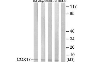 Western Blotting (WB) image for anti-COX17 Cytochrome C Oxidase Assembly Protein 17 (COX17) (N-Term) antibody (ABIN1850318) (COX17 antibody  (N-Term))