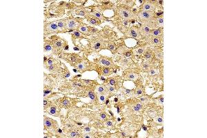 Immunohistochemical analysis of paraffin-embedded H. (HBG2 antibody  (C-Term))
