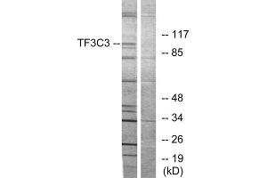 Western blot analysis of extracts from 293 cells, using TF3C3 antibody. (GTF3C3 antibody  (N-Term))