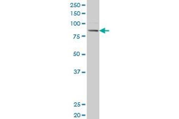 Acsl3 antibody  (AA 203-288)