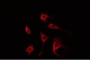 ABIN6274979 staining Hela cells by IF/ICC. (CDC42EP2 antibody  (N-Term))