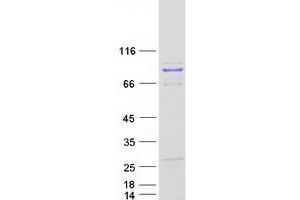 Validation with Western Blot (PCIF1 Protein (Myc-DYKDDDDK Tag))