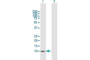Western Blot analysis of G0S2 expression in transfected 293T cell line by G0S2 MaxPab polyclonal antibody. (G0S2 antibody  (AA 1-103))
