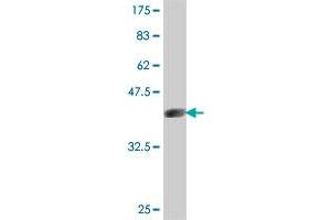 QPRT antibody  (AA 198-297)