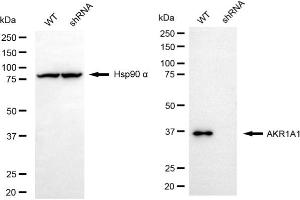 Western blotting analysis using AKR1A1 antibody (ABIN7797569). (AKR1A1 antibody)
