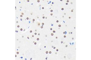 Immunohistochemistry of paraffin-embedded Mouse brain using MYEF2 Rabbit pAb (ABIN7268721) at dilution of 1:100 (40x lens).