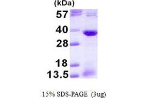 SDS-PAGE (SDS) image for Activating Transcription Factor 1 (AFT1) (AA 1-271) protein (His tag) (ABIN668009) (AFT1 Protein (AA 1-271) (His tag))