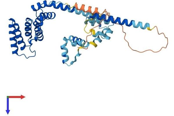 HSC70 Interacting Protein HIP Protein (AA 1-371) (His tag)