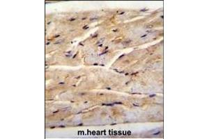 RMD1 Antibody (N-term) (ABIN655830 and ABIN2845248) immunohistochemistry analysis in formalin fixed and paraffin embedded mouse heart tissue followed by peroxidase conjugation of the secondary antibody and DAB staining. (RMD1 antibody  (N-Term))