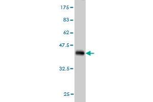 Western Blot detection against Immunogen (37. (ASNA1 antibody  (AA 239-348))