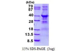 Image no. 1 for WW Domain Binding Protein 2 (WBP2) protein (His tag) (ABIN1098390)