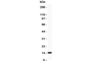 PFN2 antibody  (C-Term)