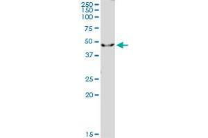 IL1R2 MaxPab polyclonal antibody. (IL1R2 antibody  (AA 1-398))